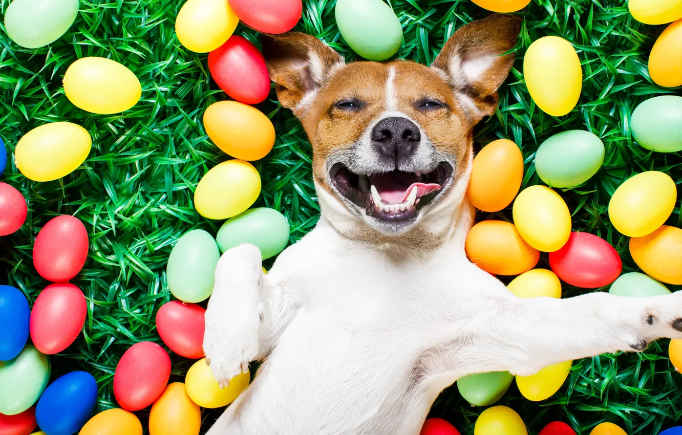 Фото обои трава, собака, colorful, Пасха, happy, dog, spring, Easter