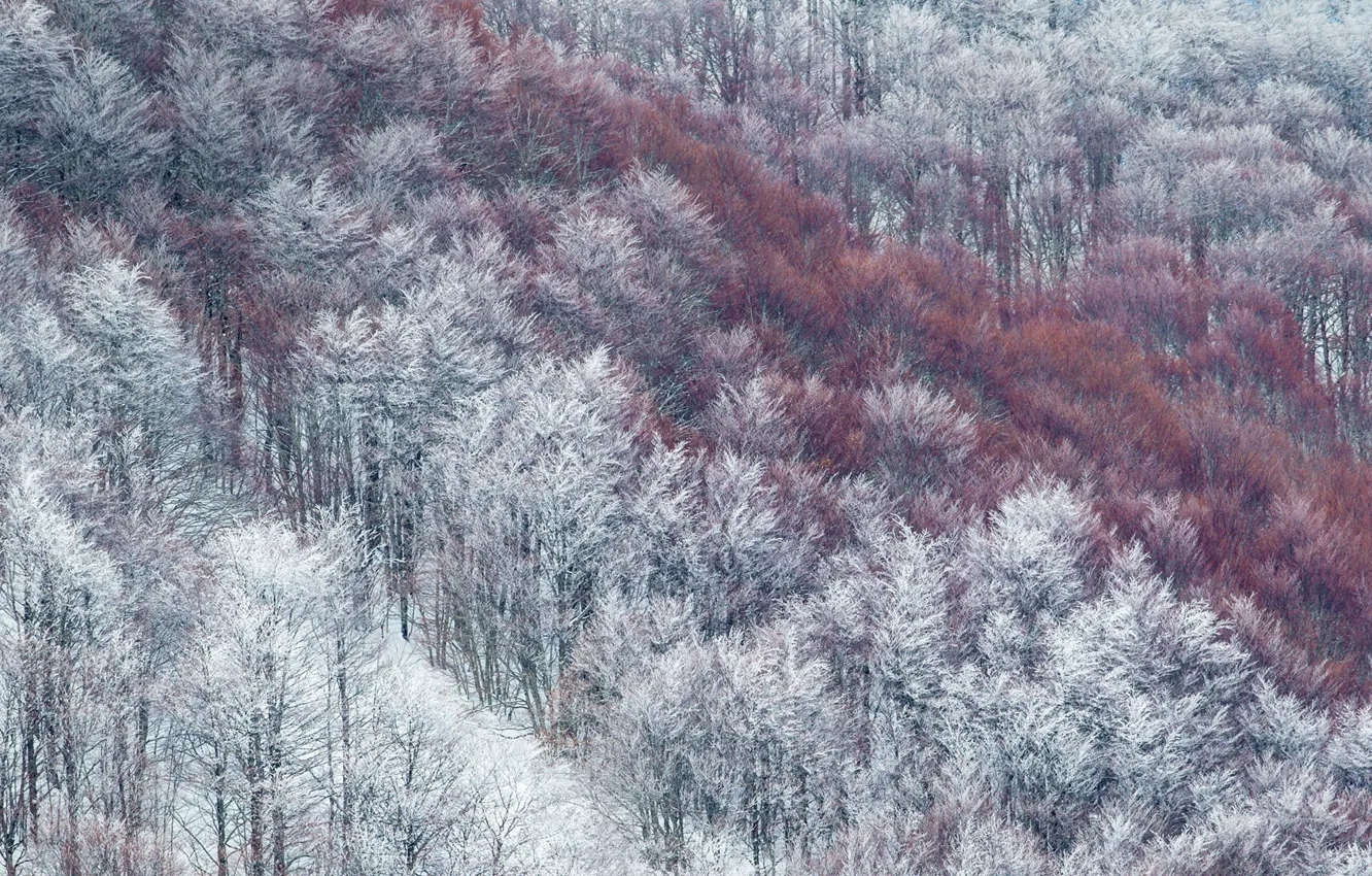 Фото обои иней, снег, Италия, Абруццо, буковый лес