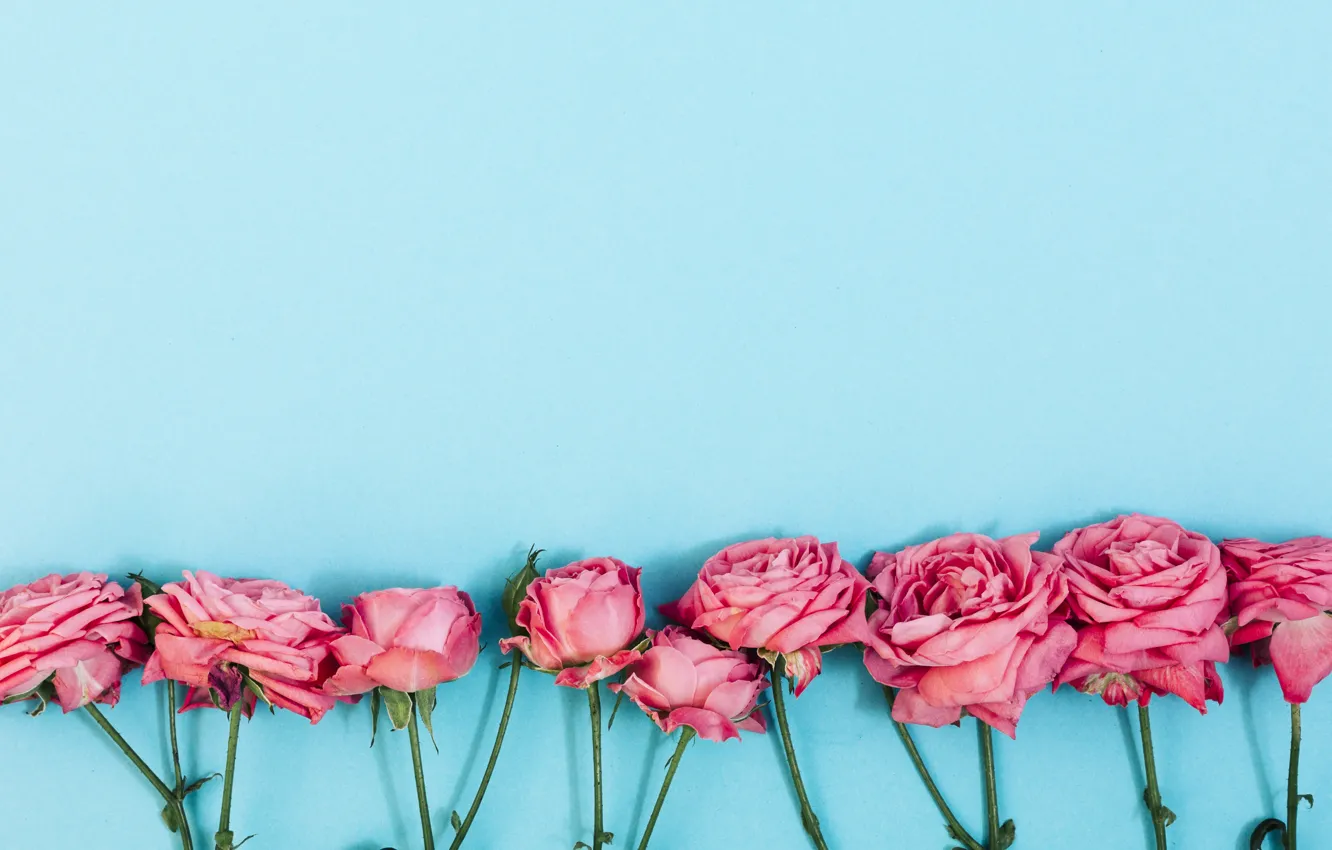 Фото обои фон, розы, лепестки, розовые, бутоны, бирюзовый, композиция