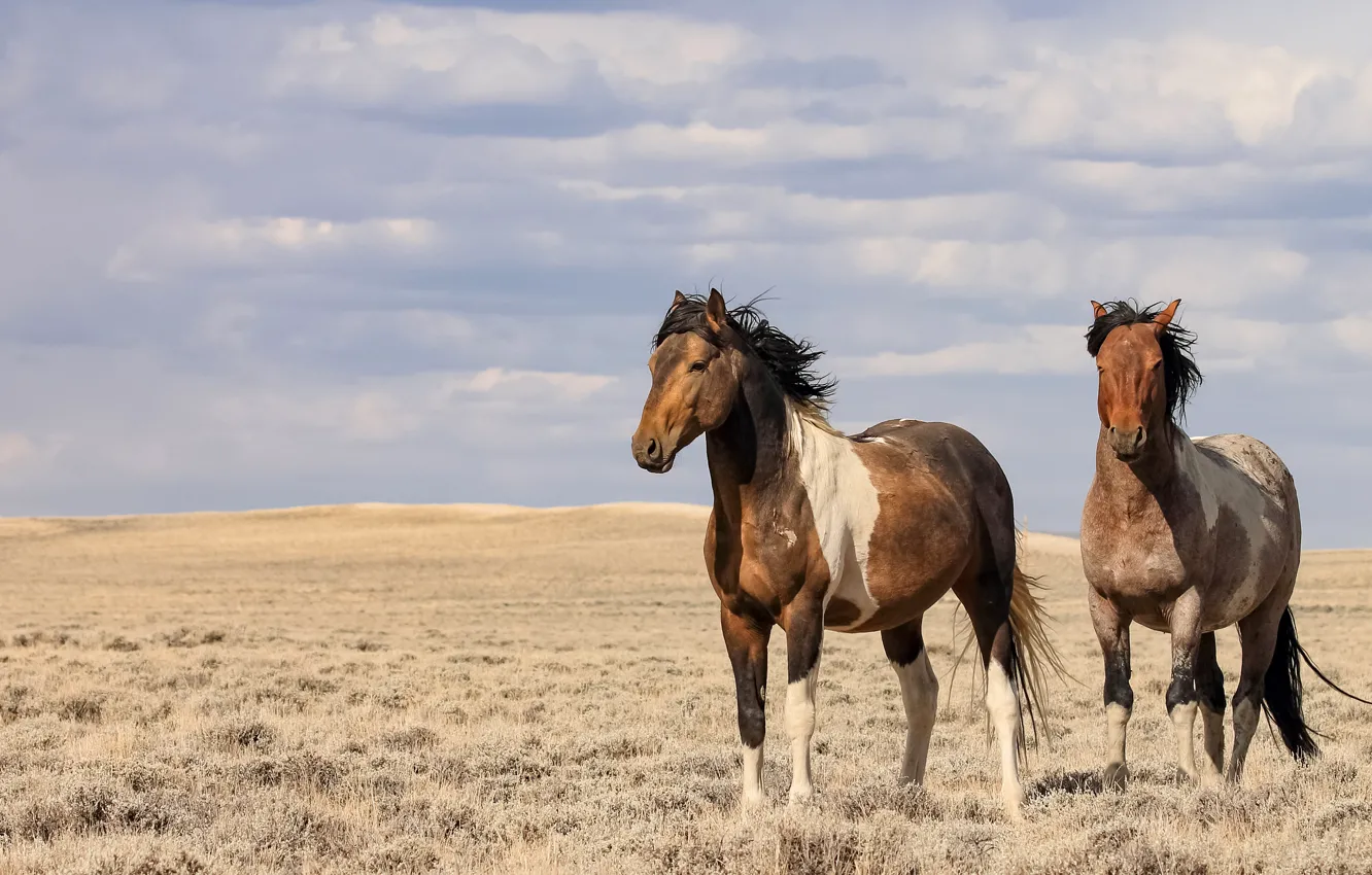 Фото обои поле, небо, ветер, кони, лошади, простор, пара, два