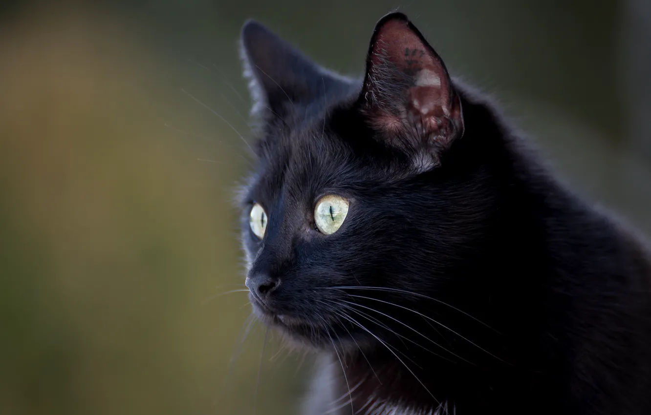 Фото обои глаза, кот, фон, черный