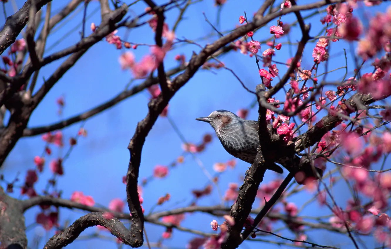 Фото обои животные, птицы, мило, весна, птичка, цветущее дерево, розовые цветы, голубое небо