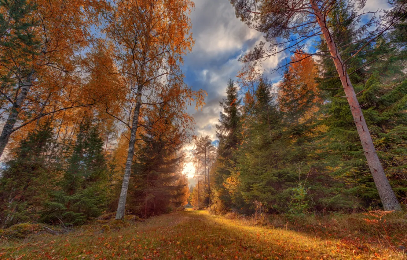 Фото обои дорога, осень, лес, трава, листья, солнце, облака, свет