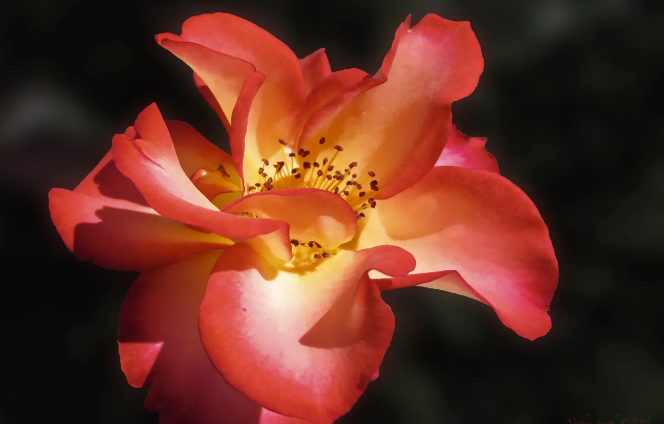 Фото обои макро, Роза, лепестки, rose, macro