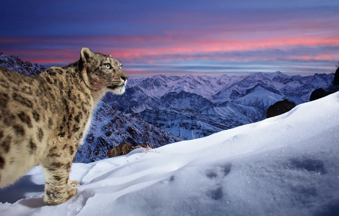 Фото обои Зима, Горы, Снег, Индия, Хищник, Снежный барс, Snow Leopard, Большая кошка