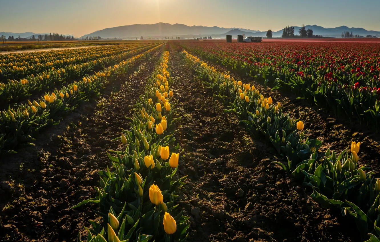 Фото обои свет, весна, желтые, тюльпаны, клумбы, плантация