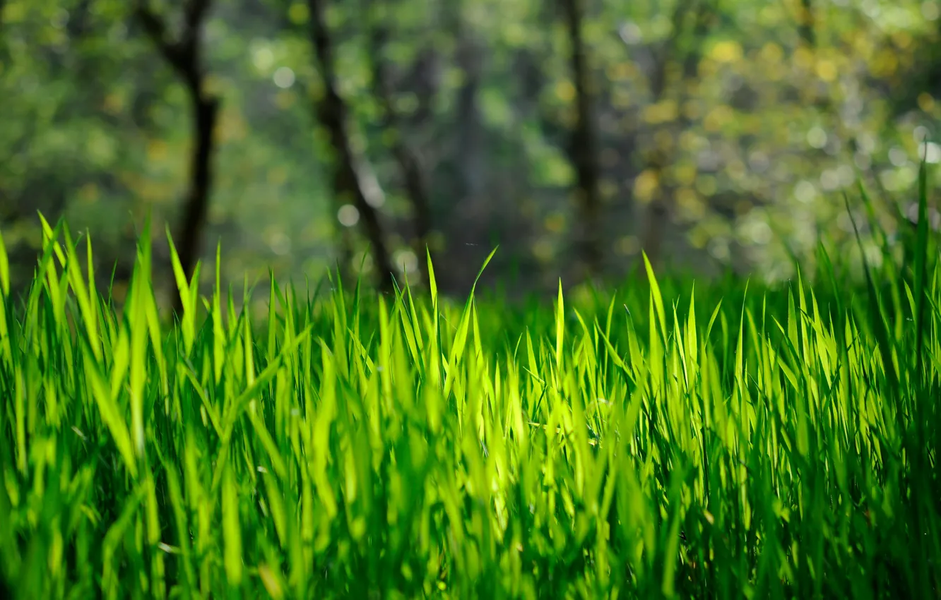 Фото обои трава, зеленая, боке, весна-лето