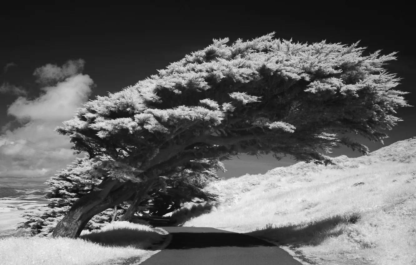 Фото обои black & white, road, clouds, tree, shadow, photograhpy