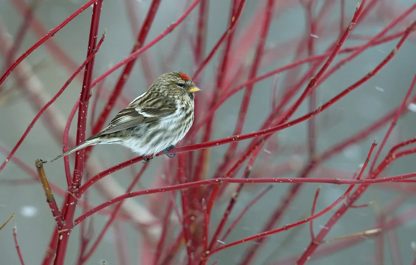 Фото обои ветки, птица, клюв, хвост, чечётка