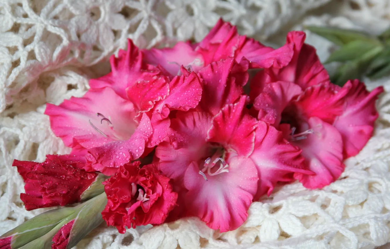 Фото обои капли, цветы, розовые, гладиолусы