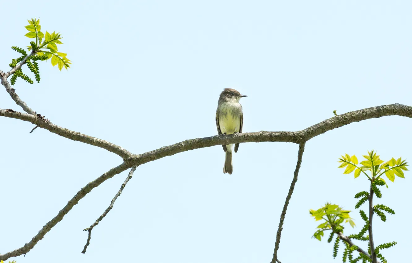 Фото обои sky, bird, branches, sunny, eastern phoebe