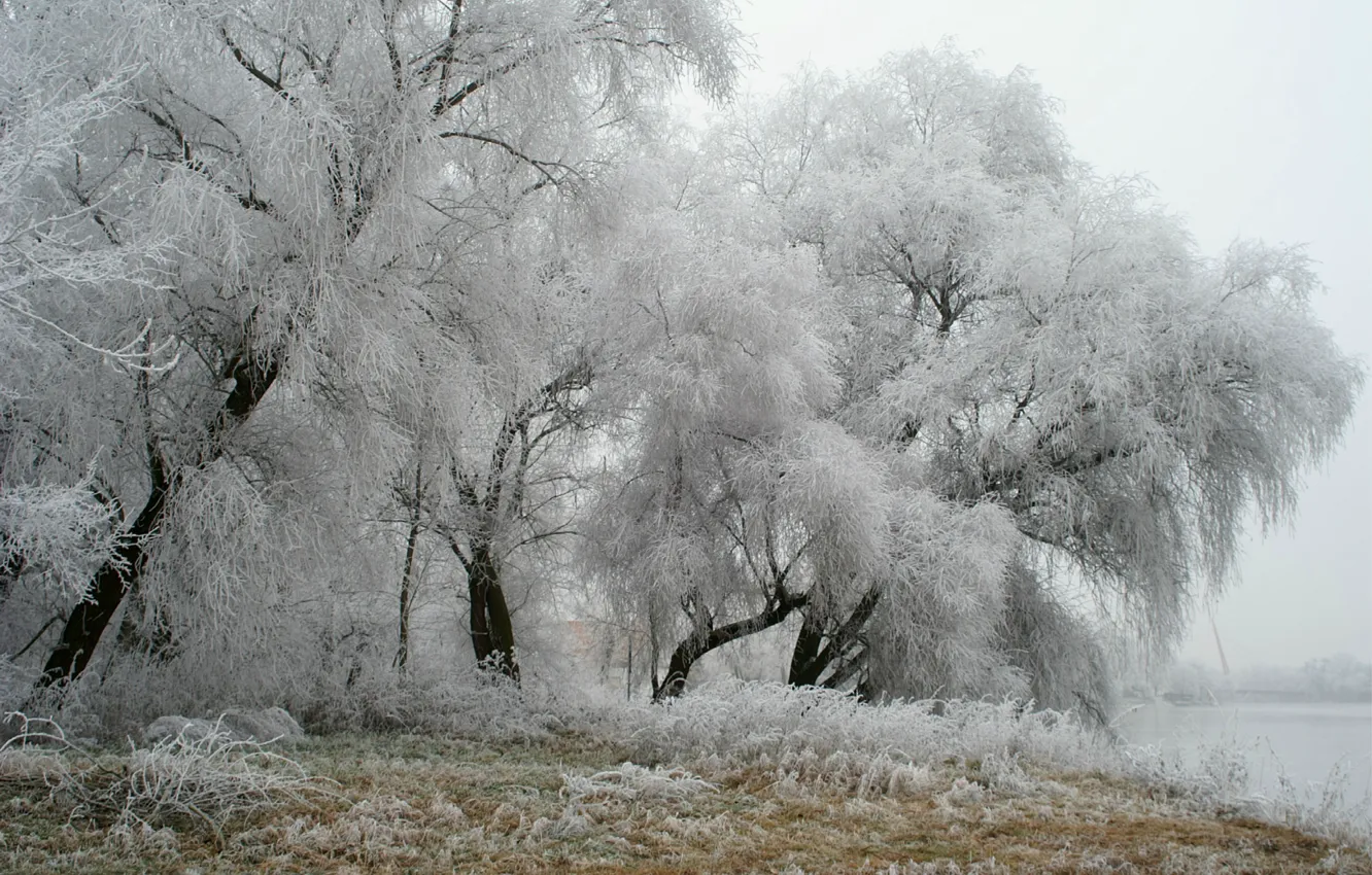 Фото обои зима, иней, деревья, парк, Германия