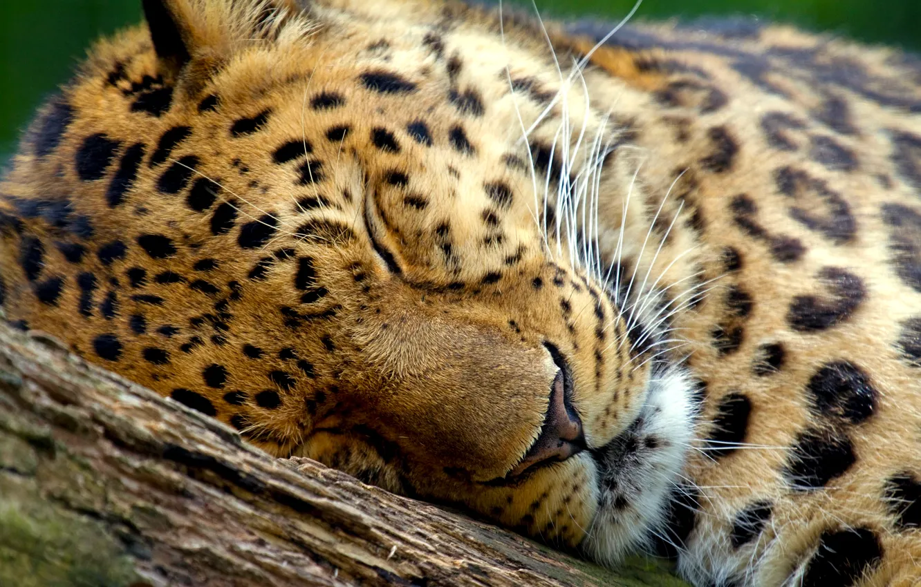 Фото обои дерево, леопард, спит