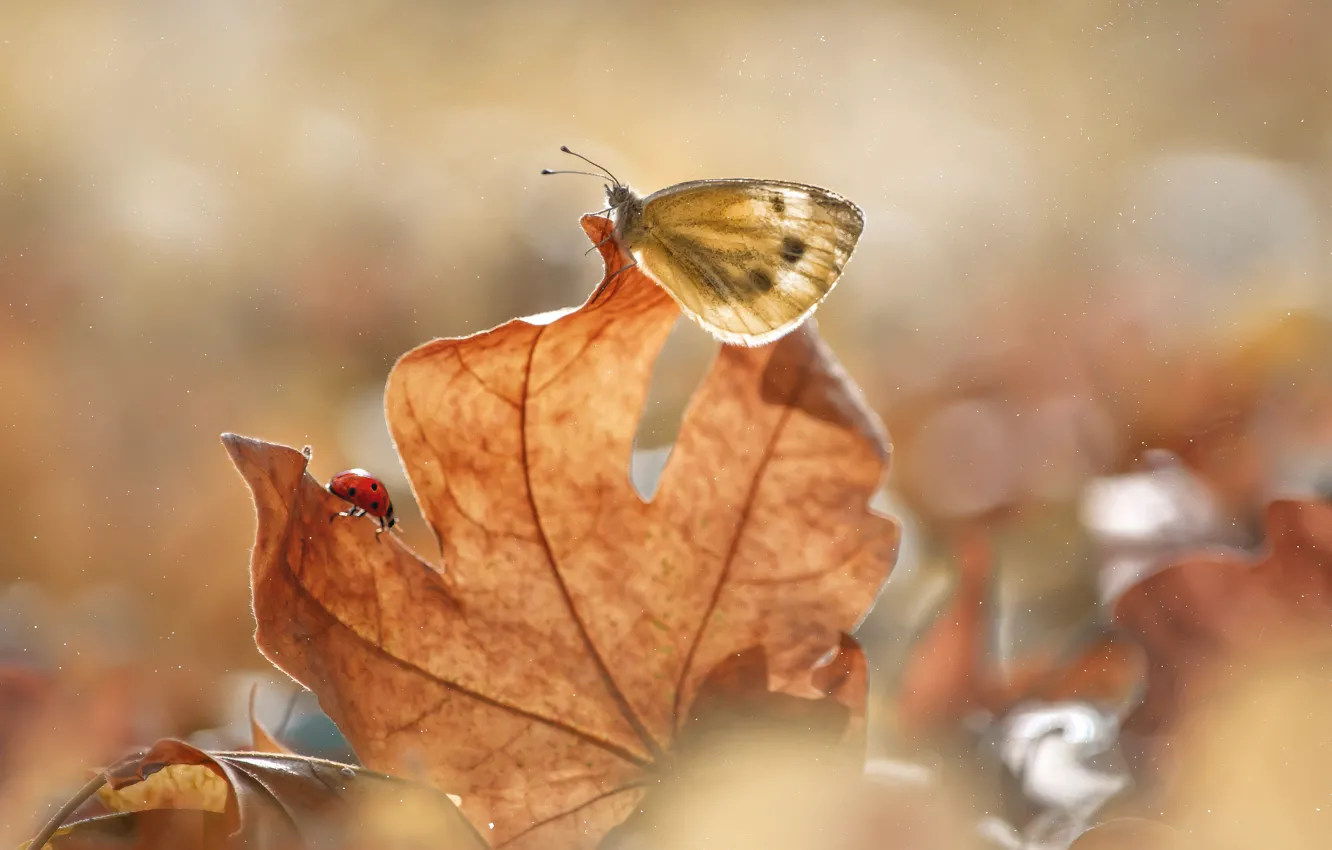 Фото обои осень, макро, насекомые, природа, лист, бабочка, божья коровка, жук