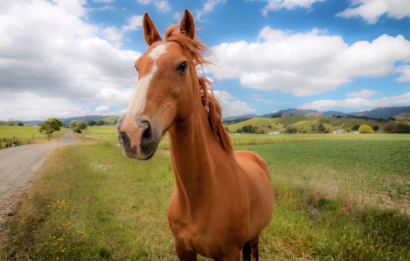 Фото обои взгляд, природа, лошадь, жеребёнок