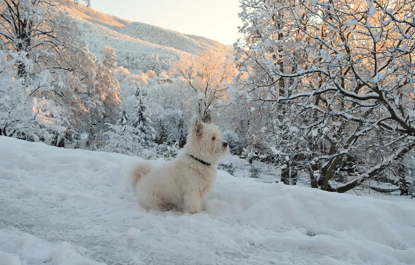 Фото обои Зима, Снег, Собачка, Dog, Winter, Snow, Вест-хайленд-уайт-терьер