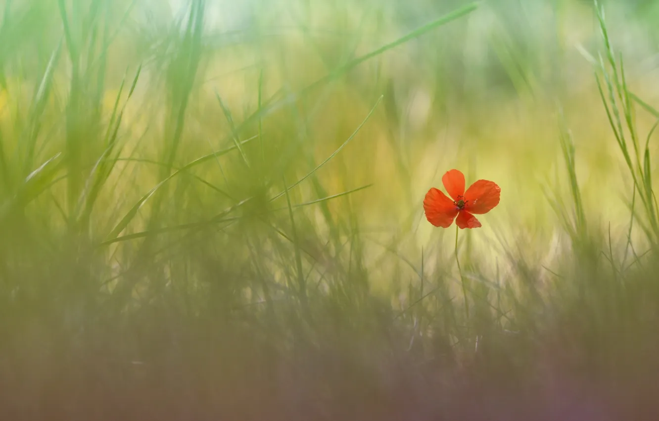 Фото обои цветок, трава, природа