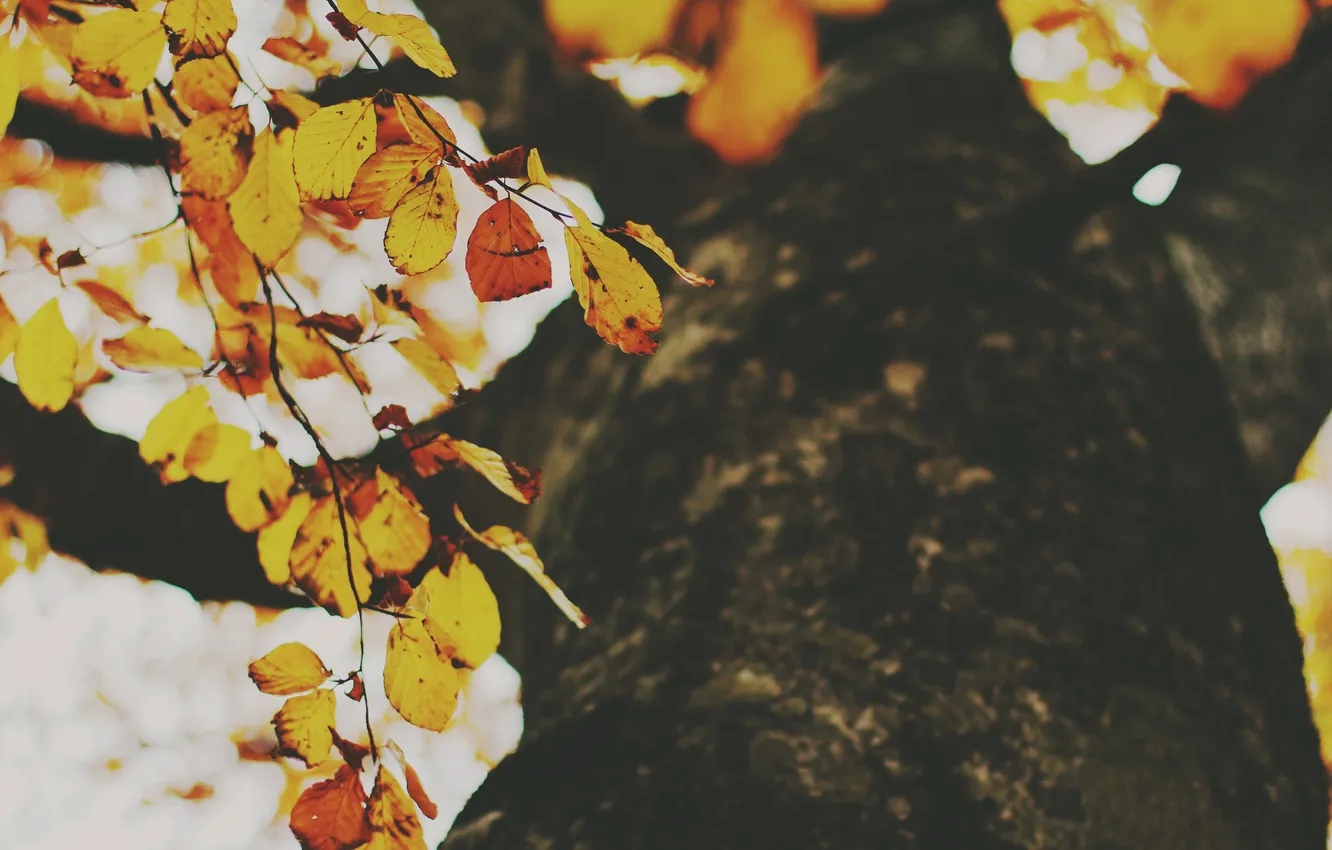 Фото обои осень, листья, дерево, листва, желтые, оранжевые