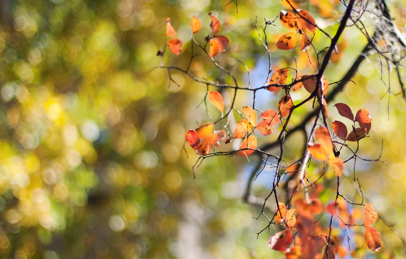 Фото обои листья, макро, оранжевый, ветки, желтый, фон, widescreen, обои