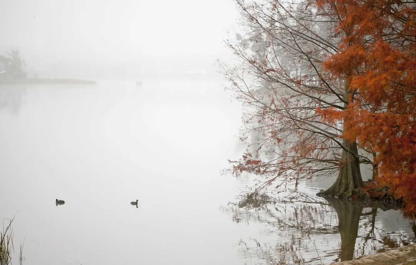 Фото обои осень, туман, озеро, пруд, дерево, утка