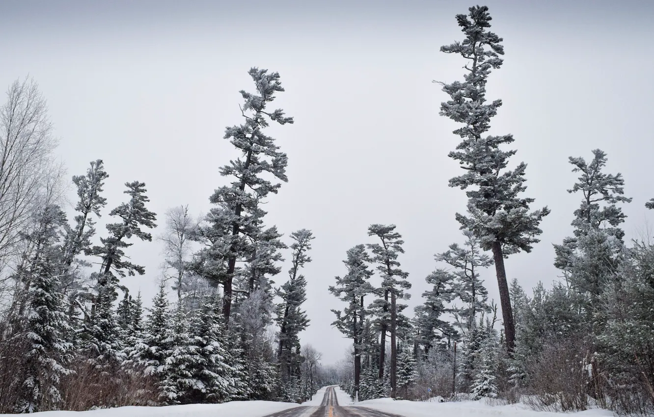 Фото обои зима, иней, дорога, лес, небо, снег, деревья, сосны