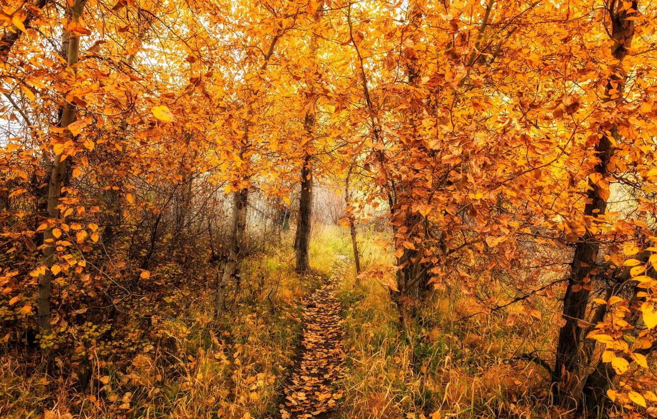 Фото обои дорога, осень, лес, природа, цвет