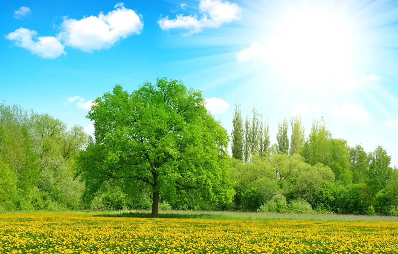 Фото обои зелень, лето, небо, солнце, облака, лучи, деревья, цветы