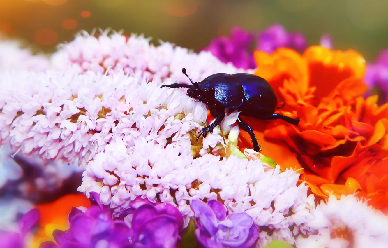 Фото обои лето, макро, цветы, синий, фон, черный, яркие, жук