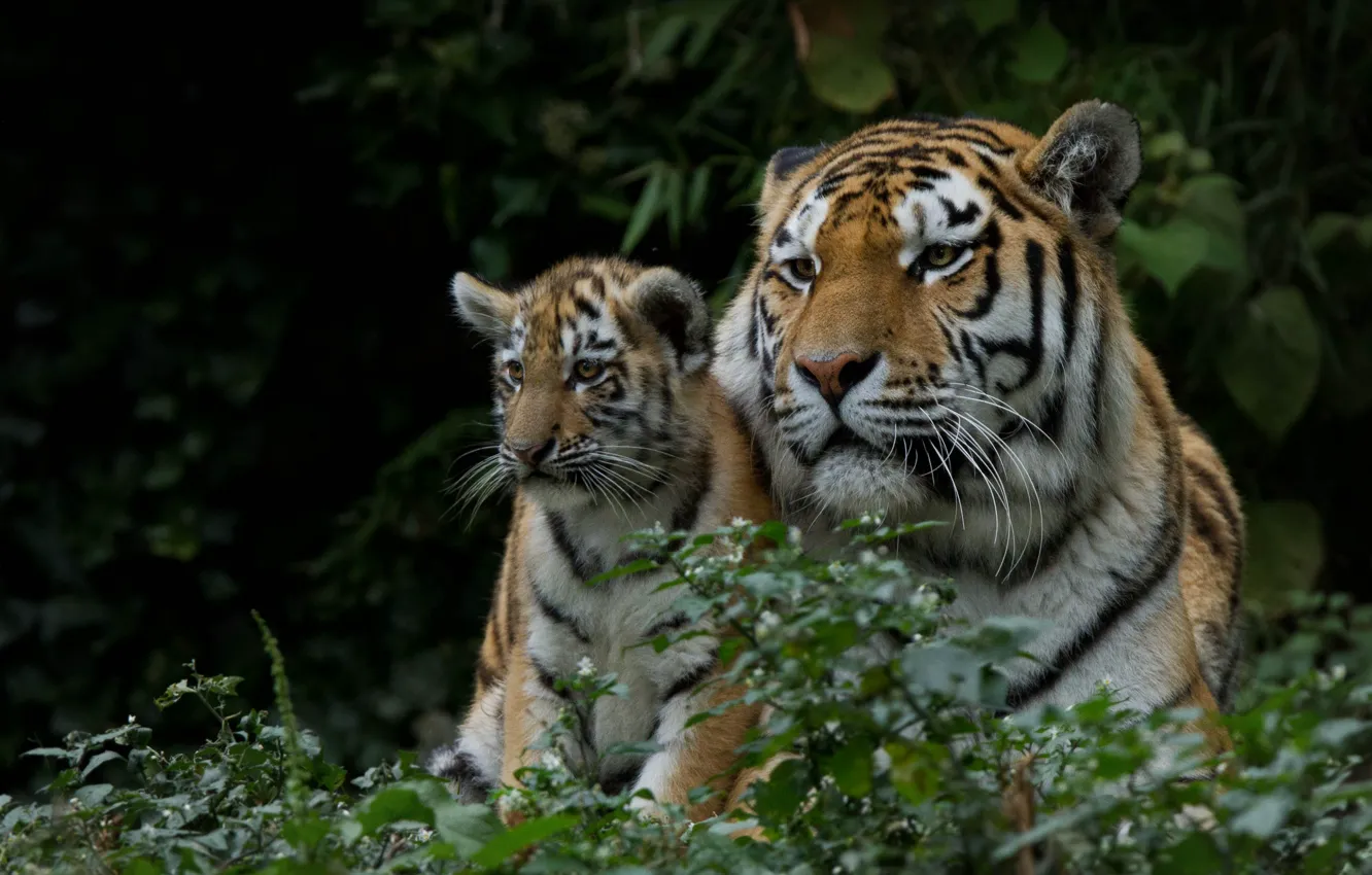 Фото обои тигры, тигрица, тигрёнок