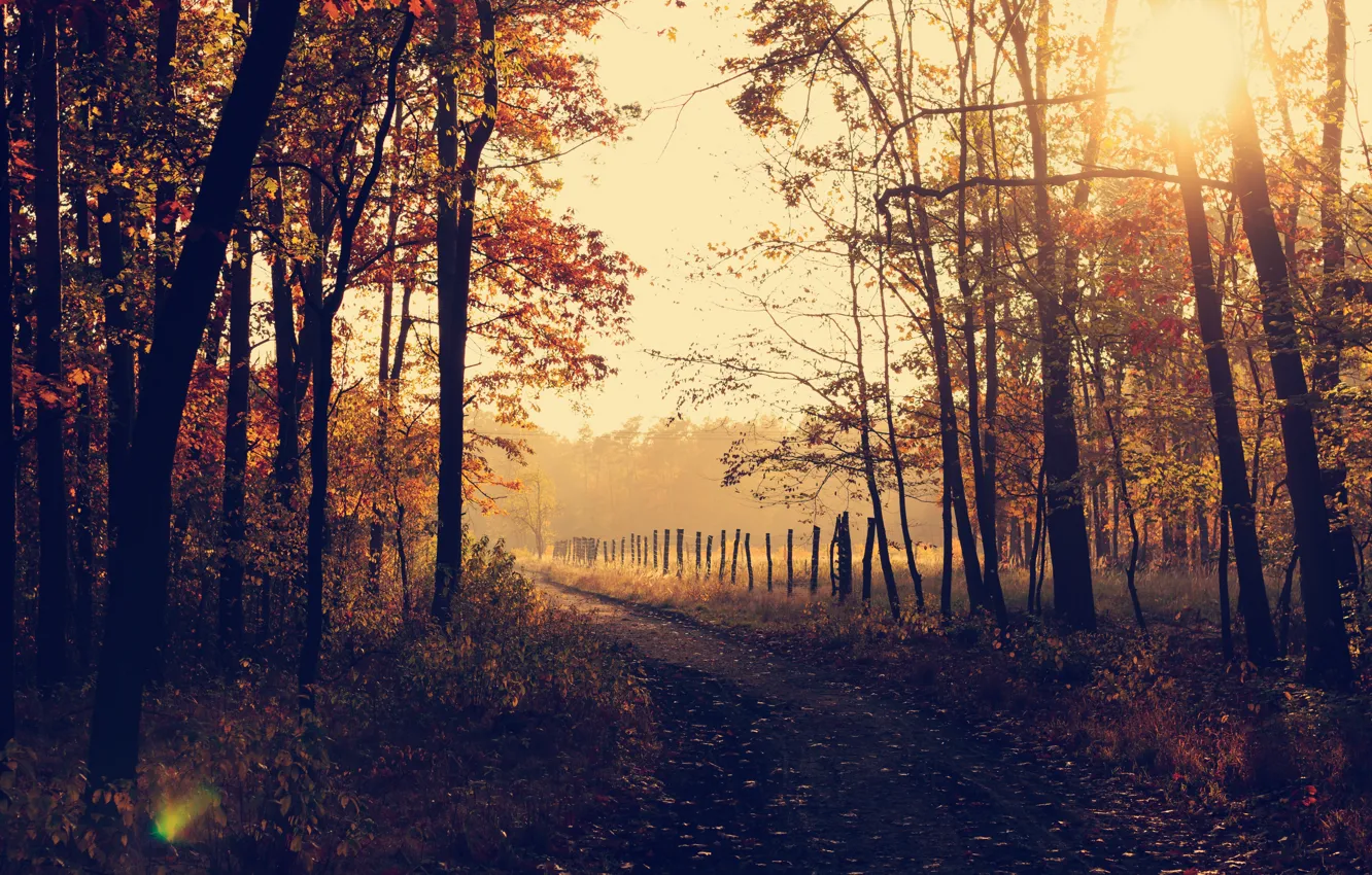 Фото обои forest, trees, nature, park, autumn, leaves, sunrise, woods