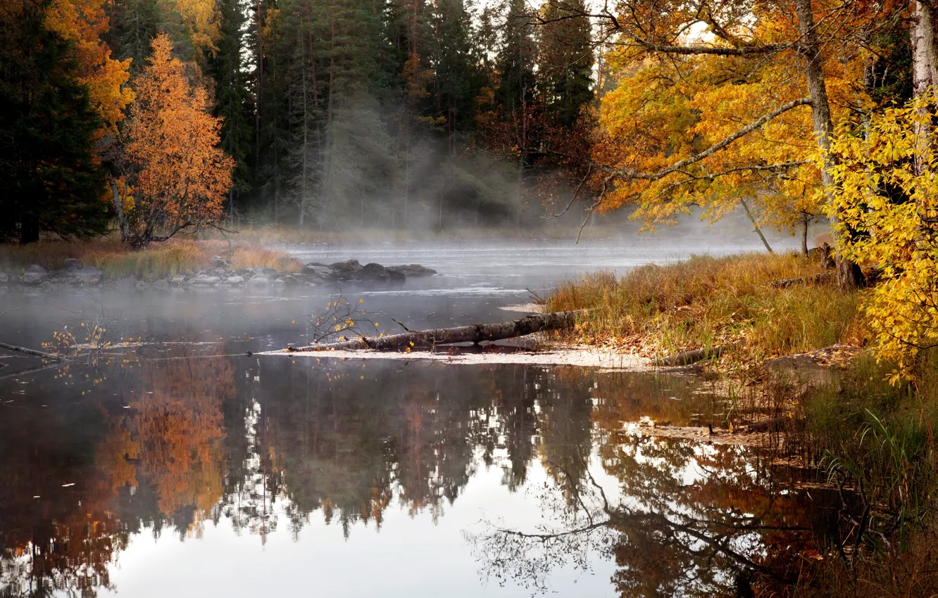 Фото обои осень, лес, деревья, туман, пруд, отражение, берег, березы