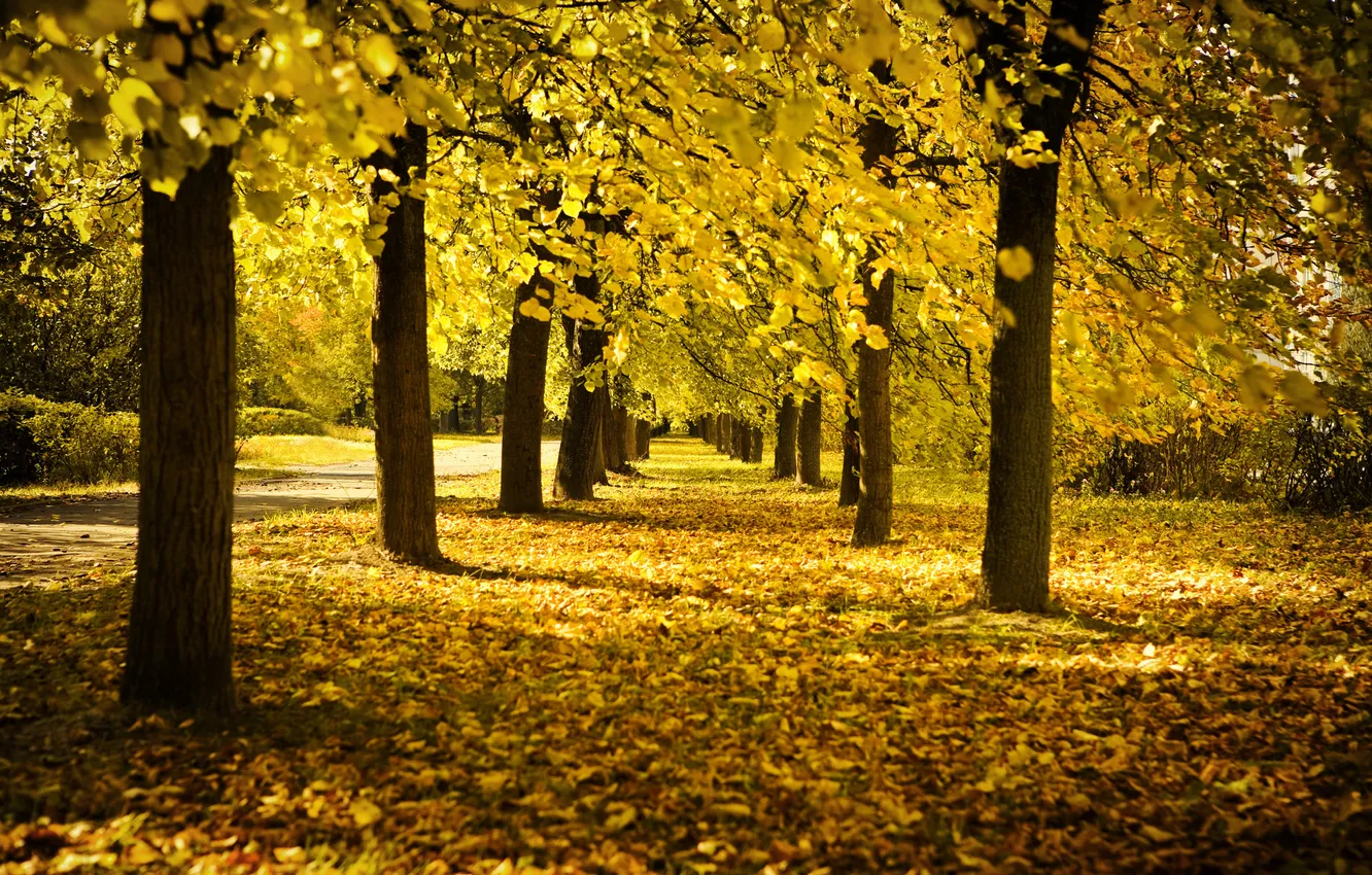 Фото обои осень, деревья, листва, аллея, жёлтая, солнечный день, время года, осенняя