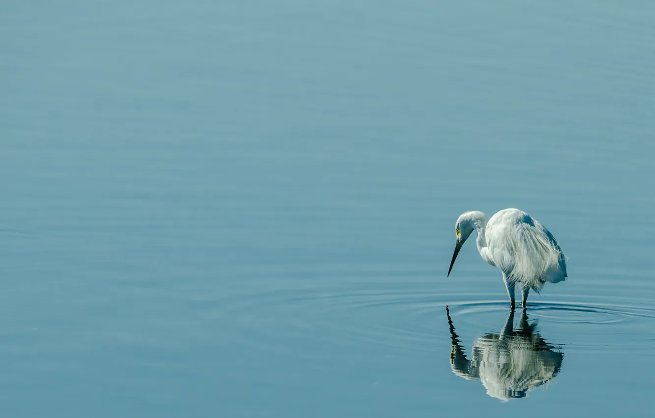 Фото обои вода, природа, птица