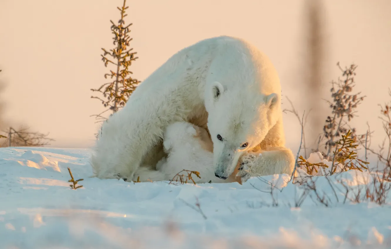 Фото обои зима, взгляд, свет, снег, природа, поза, сугробы, медвежонок