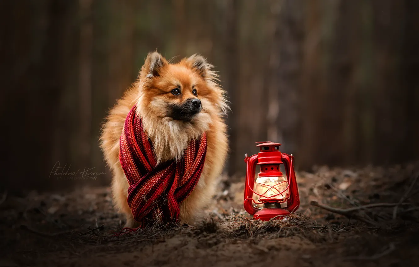 Фото обои осень, собака, шарф, фонарь, боке, Шпиц, Екатерина Кикоть