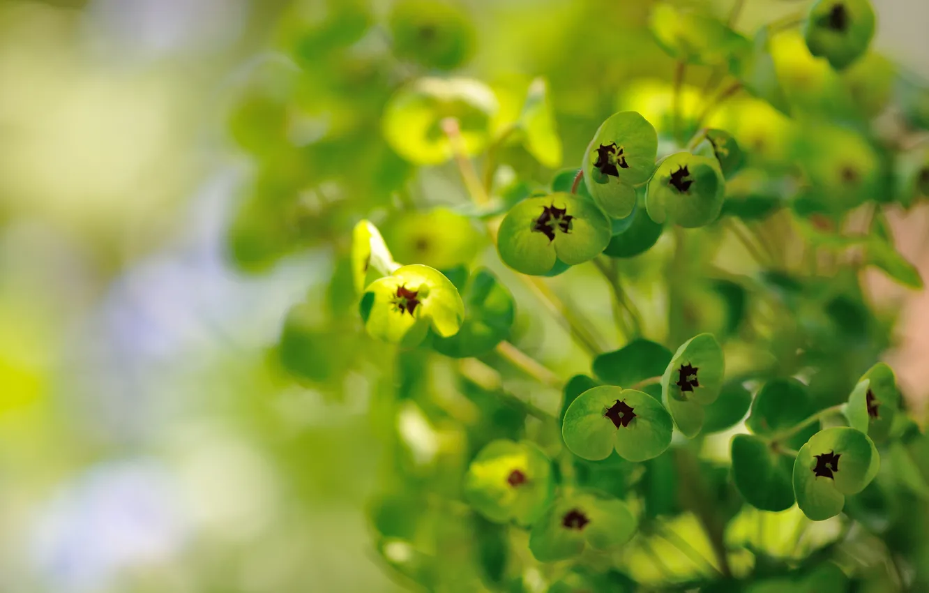 Фото обои растение, зеленые, цветки, Euphorbia, Молочай