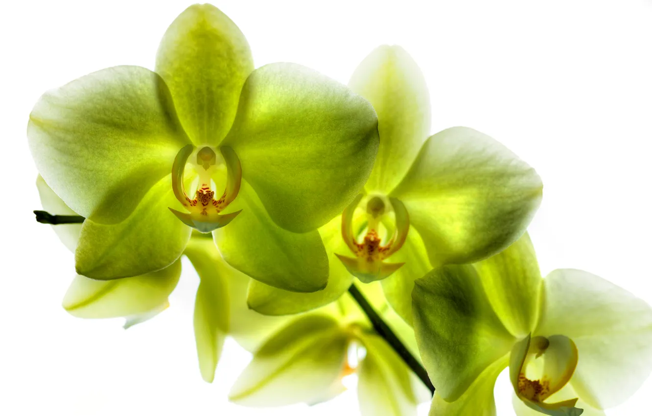 Фото обои лепестки, фаленопсис, лимонная орхидея