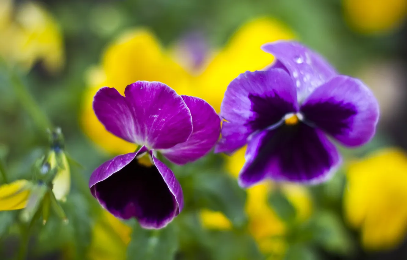 Фото обои макро, цветы, colors, flowers, macro, bokeh, фиалка, Heartsease