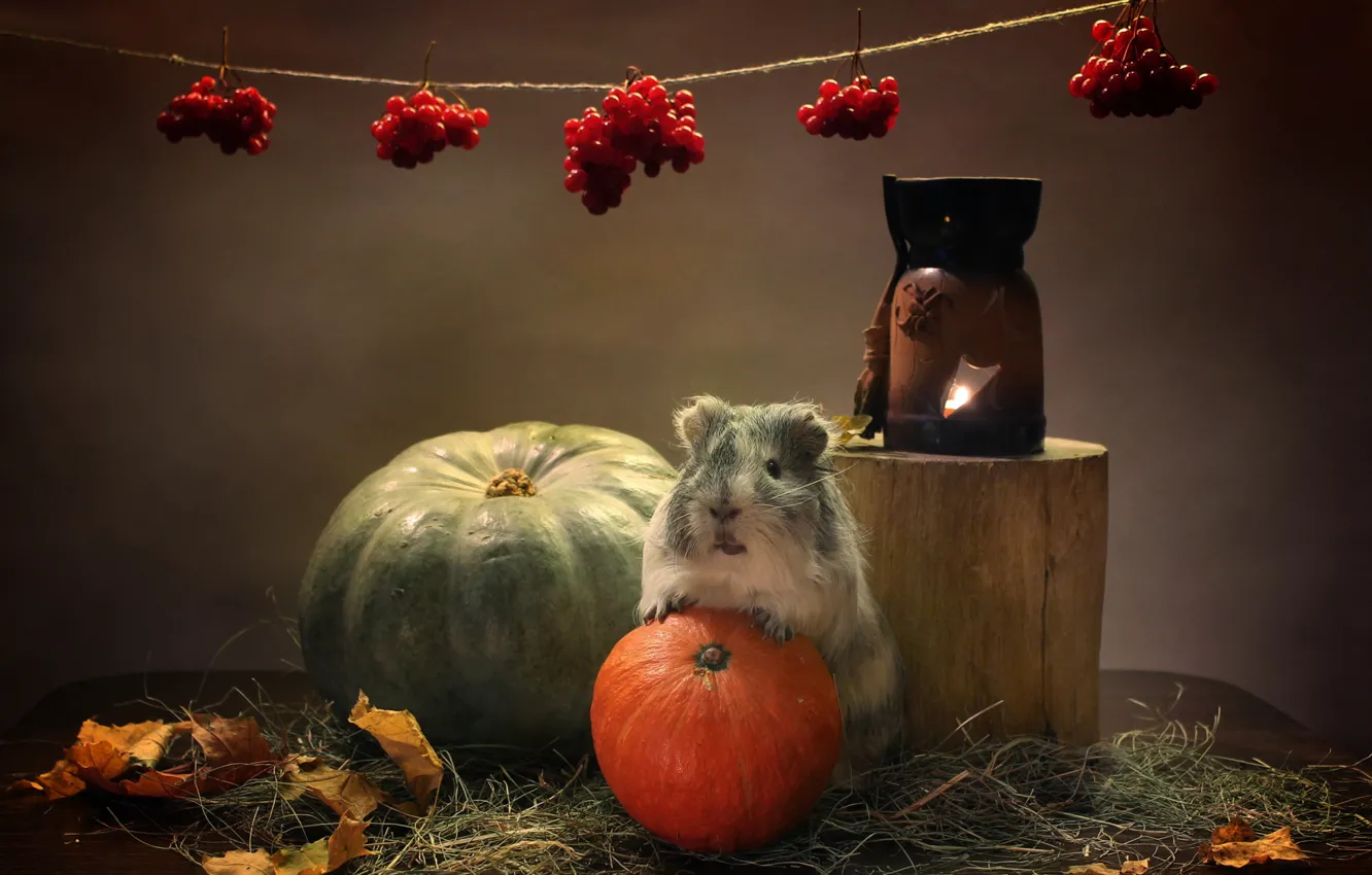 Фото обои осень, животные, тыквы, морская свинка, подсвечник, композиция