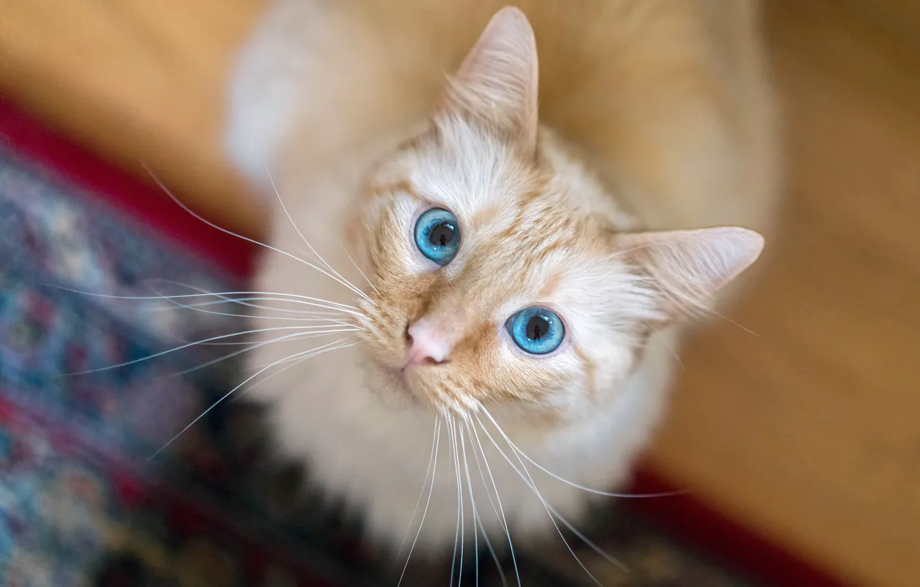 Фото обои кошка, кот, взгляд, мордочка, голубые глаза, боке, котейка