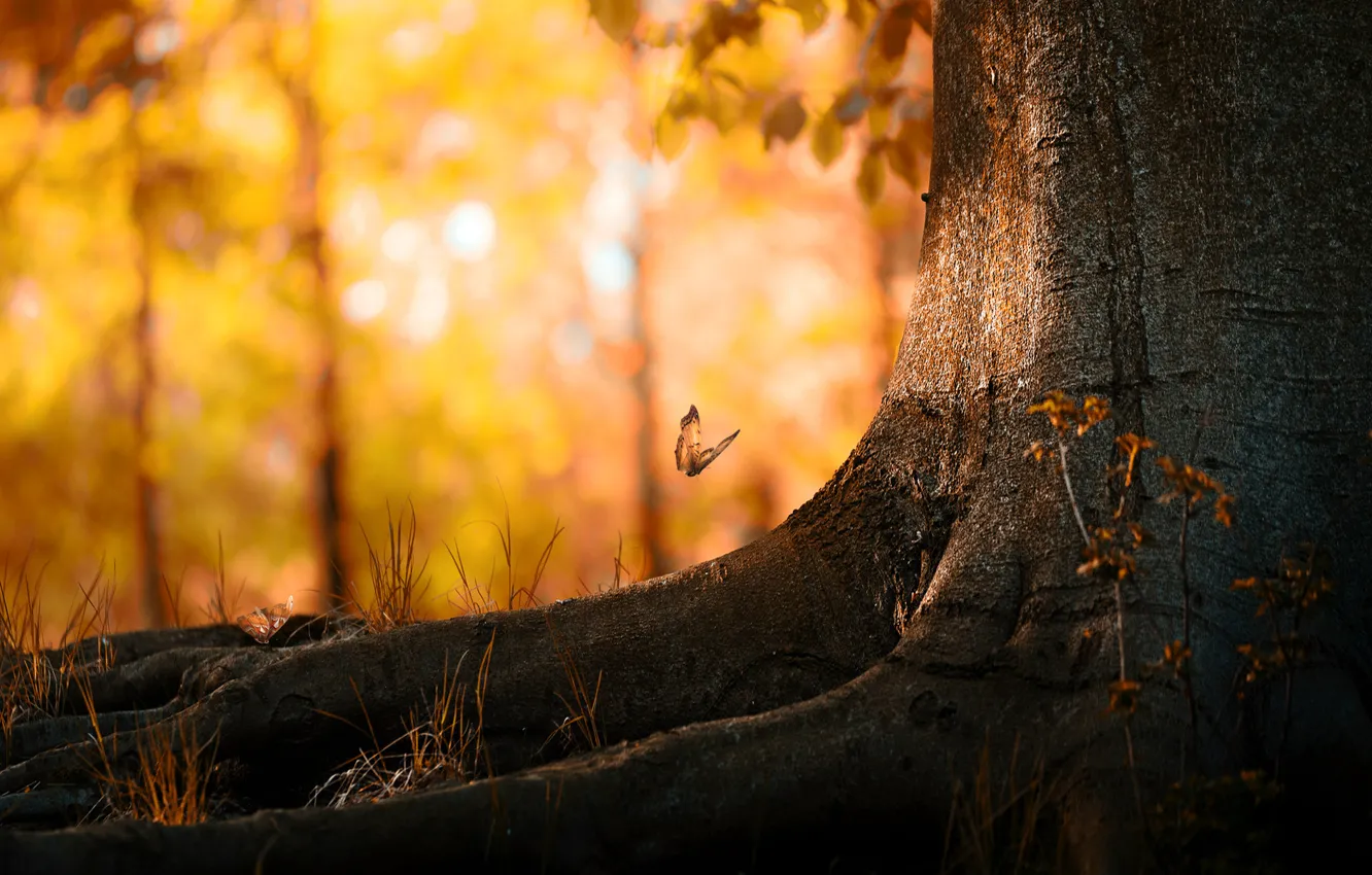 Фото обои осень, листья, дерево, бабочка
