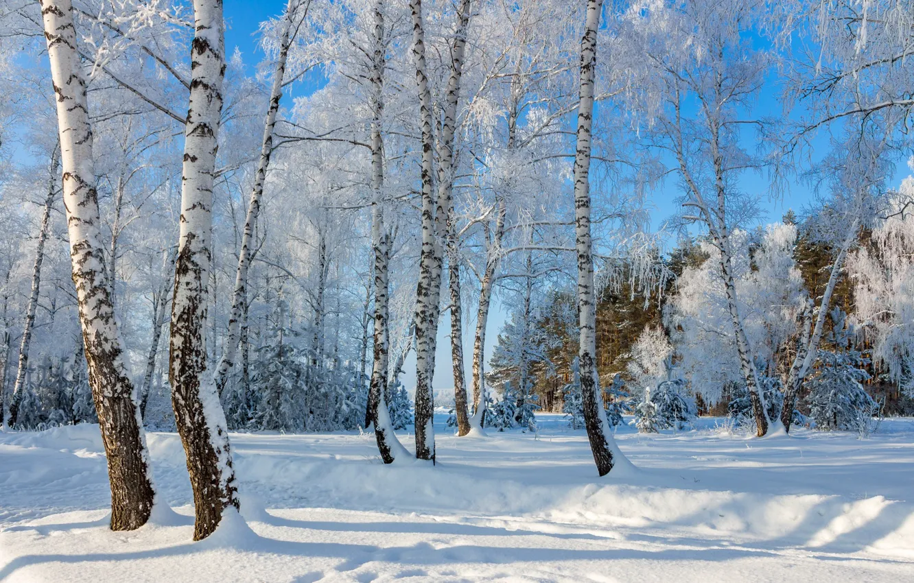 Фото обои снег, берёзы, день чудесный, мороз и солнце