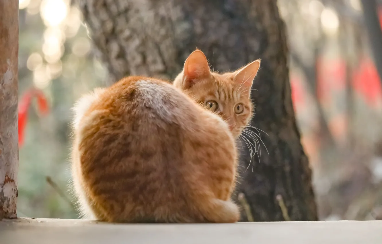 Фото обои со спины, оглянулась, рыжая кошка, размытость боке