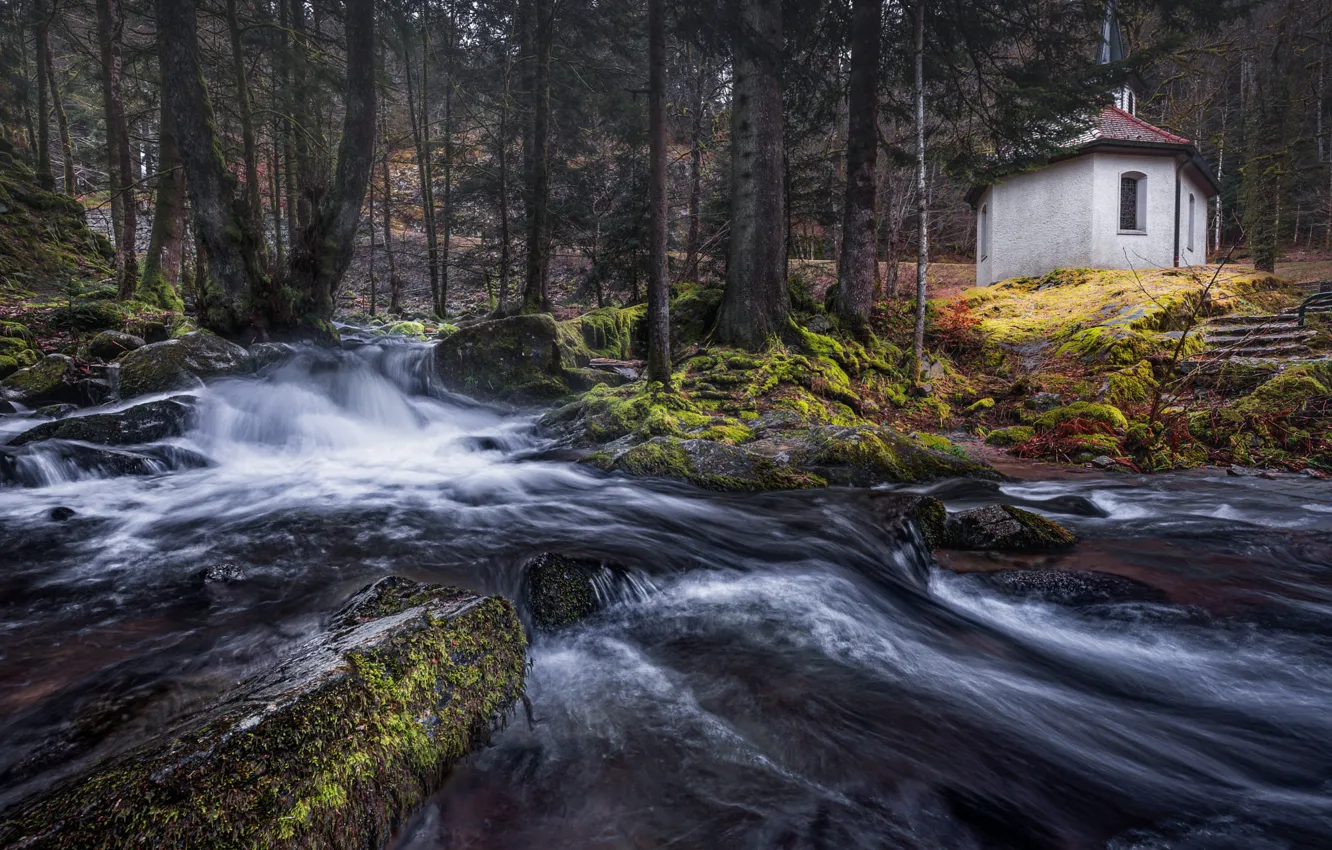 Фото обои лес, деревья, река, камни, берег, течение, водопад, мох