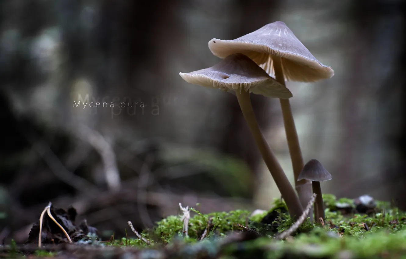 Фото обои гриб, Мицена чистая, mycena pura