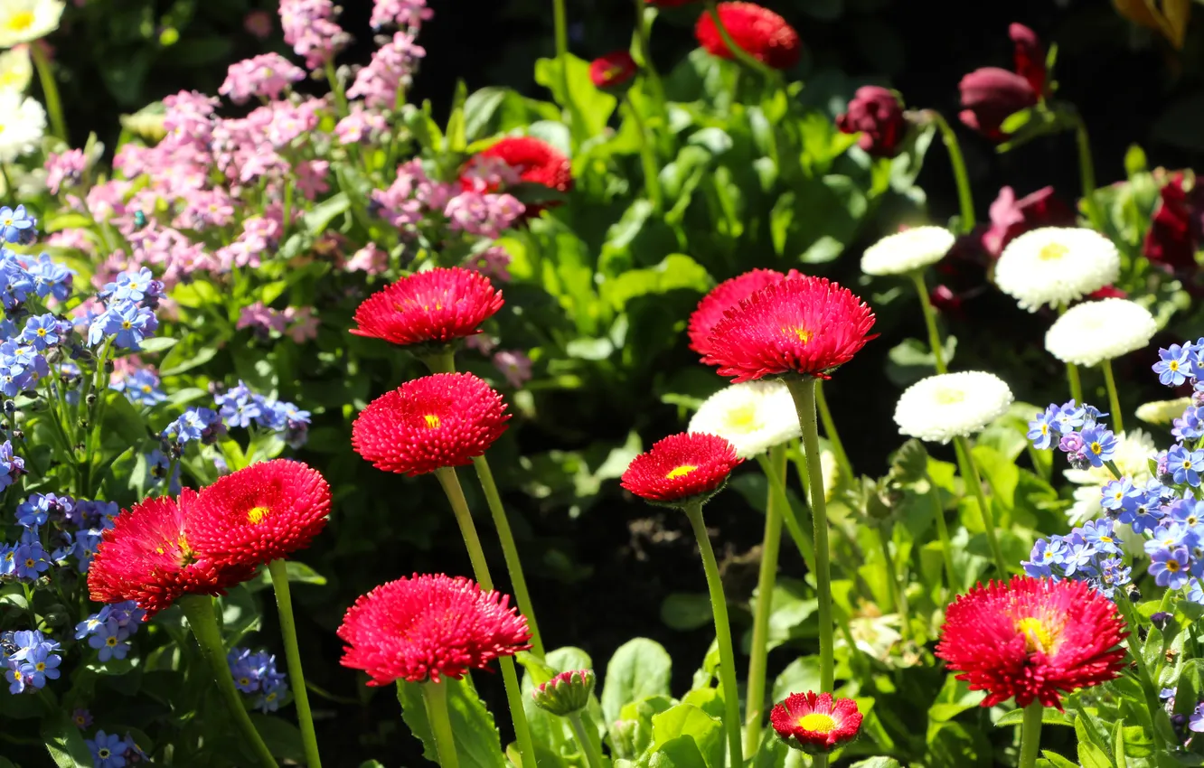 Фото обои colors, garden, spring, blumming