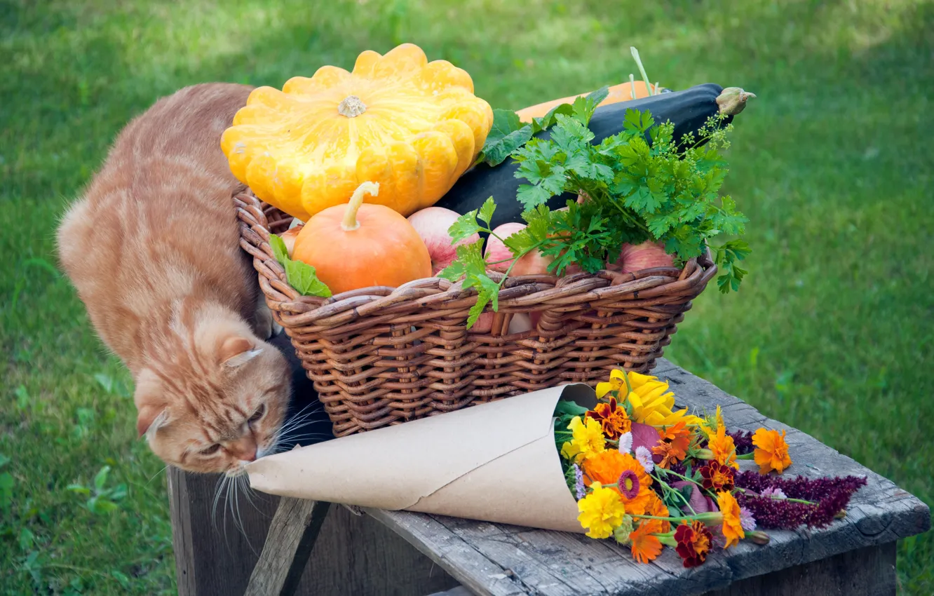 Фото обои зелень, кошка, трава, цветы, корзина, яблоки, тыква, рыжая