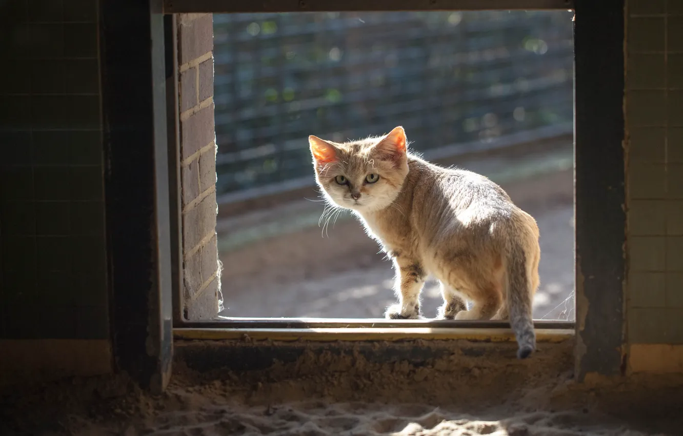 Фото обои кошка, кот, окно, рыжий, смотрит, песчаный
