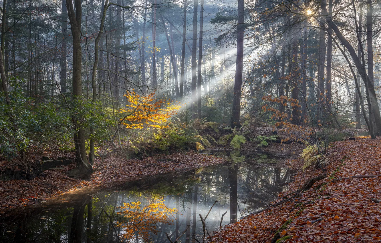 Фото обои осень, лес, листья, вода, солнце, лучи, свет, деревья