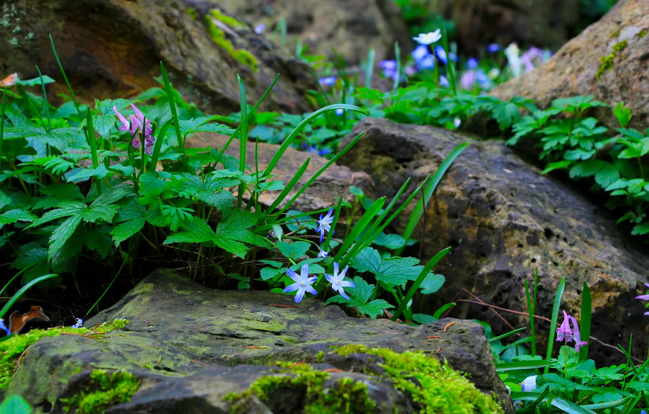 Фото обои green, flower, stones, plant, most